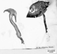 Agaricus adiposus image